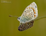 Common Blue 30_05_06